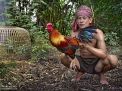 criador gallos camboya